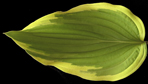 Aoki Variegated