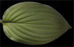 fortunei aurea dwarf form