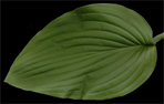 fortunei robusta