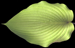 Glauca Robusta