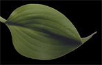 Ketrin Giboshi
