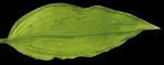 Kiyosumiensis Maiohgi 