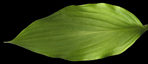 Lancifolia Fortes