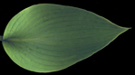 Northern Sunray