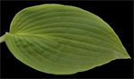 rectifolia