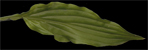 sieboldii alba