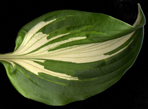 Undulata Mediovariegata