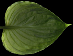 ventricosa Maculata