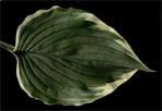 ventricosa Variegata