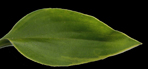 venusta Aureomarginata