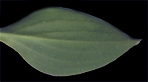 venusta Porter