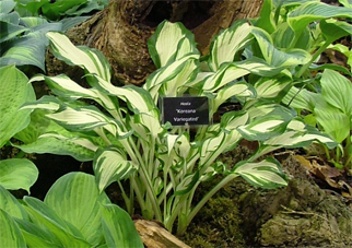 Koreana Variegated