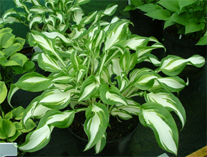 Koreana Variegated