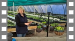 Hostas in hanging baskets video