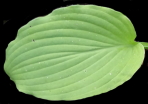 Blauglut