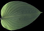 Fortunei Hyacinthina