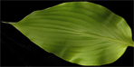longpipes latifolia