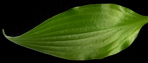 Olga's Shiny Leaf