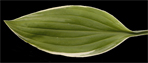 siebodlii