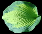 Super Nova