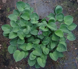 Abiqua Ground Cover