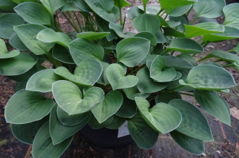 Abiqua Ground Cover