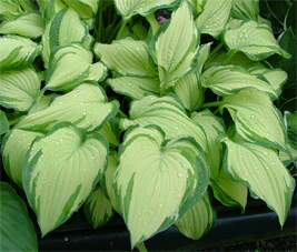 Fortunei Albopicta