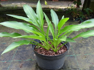 alismifolia