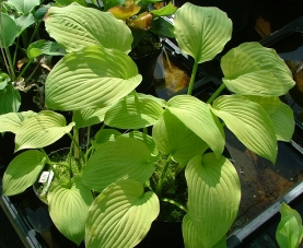 Blaugold