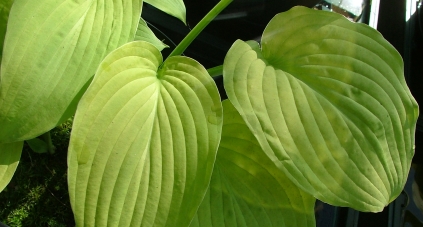 Blaugold