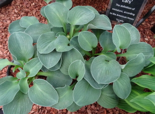 Blue Mouse Ears