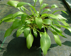 clausa var. normalis