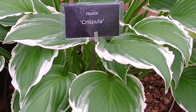 Crispula