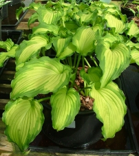 Emerald Ruff Cut