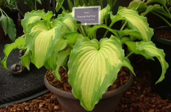 Emerald Ruff Cut