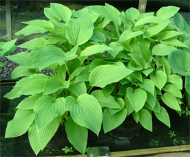 Fortunei Robusta