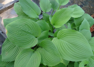 Fortunei Rugosa