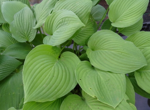 Fortunei Rugosa