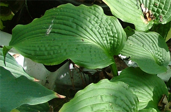 Fluted Fountain