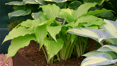 Green Fountain