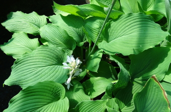 Green Piecrust