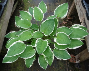 Klopping Variegated