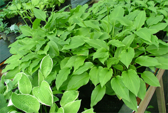 Lancifolia Fortes