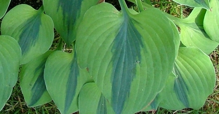 Luna Moth