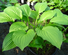 plantaginea