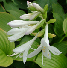 plantaginea