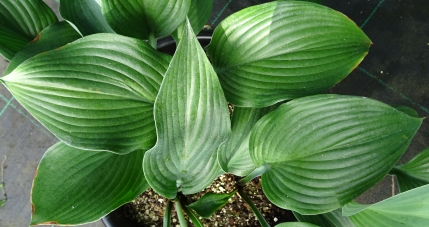 H. 'Regal Chameleon'