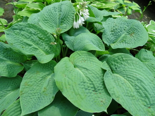 Sea Lotus Leaf