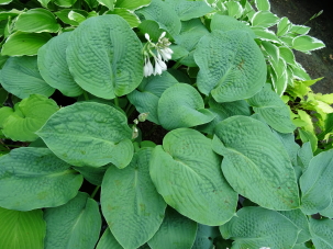 Sea Lotus Leaf