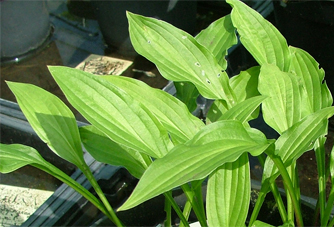 sieboldii f. spathulata